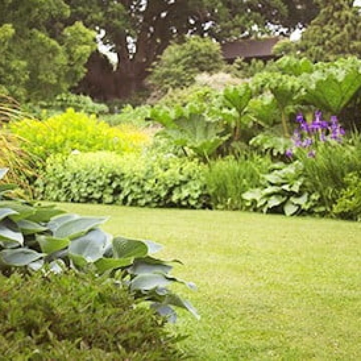 Tree and Lawn